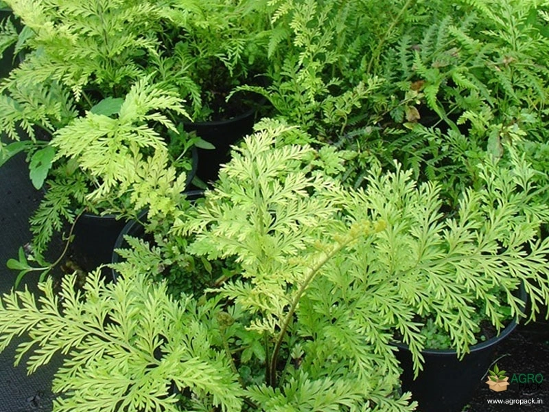 Hen-&-Chicken-Fern1