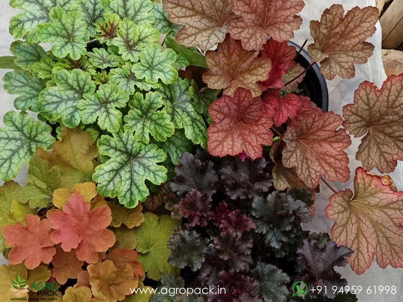 Heuchera-Coral-Bells1
