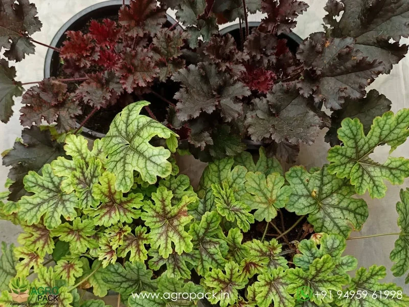 Heuchera-Coral-Bells2