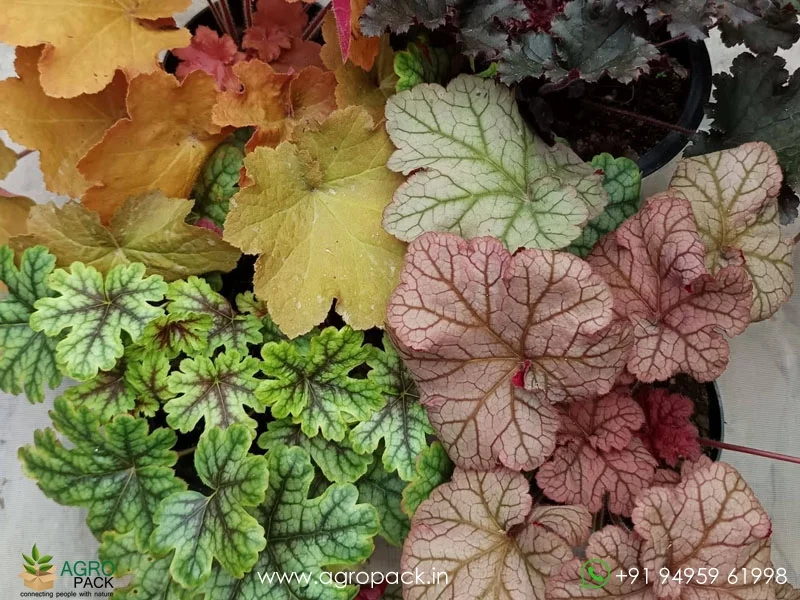 Heuchera-Coral-Bells3