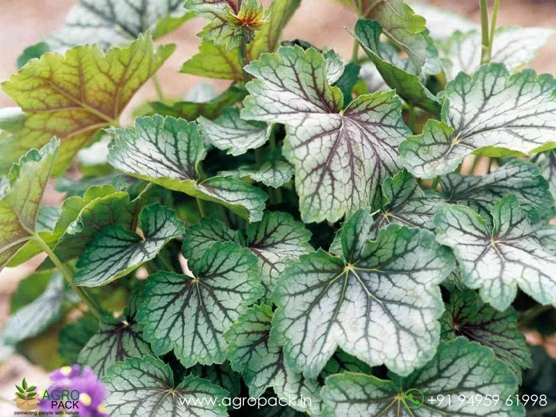Heuchera-Coral-Bells6