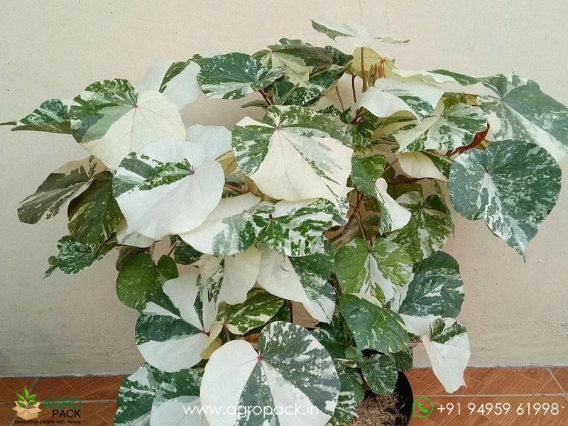 Hibiscus-Tiliaceus-Tricolor-Variegated1