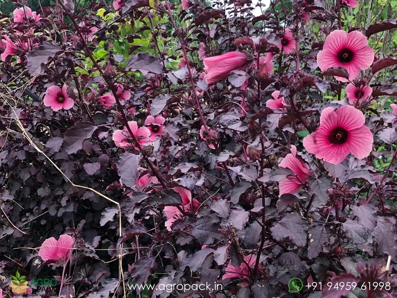 Hibiscus-acetosella-Cranberry-hibiscus1