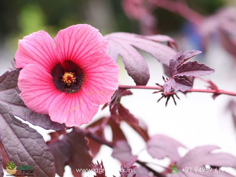 Hibiscus-acetosella-Cranberry-hibiscus2