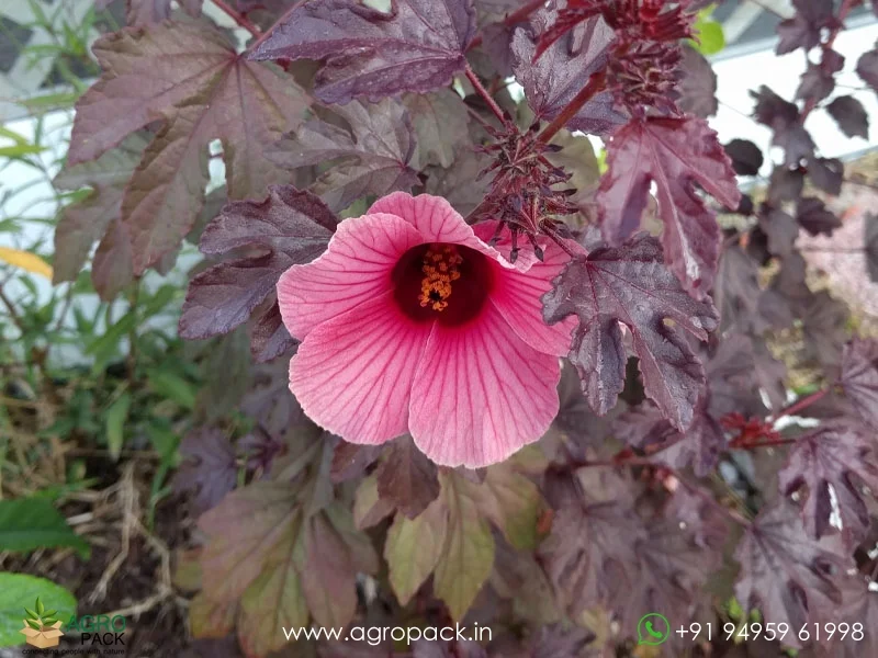 Hibiscus-acetosella-Cranberry-hibiscus3