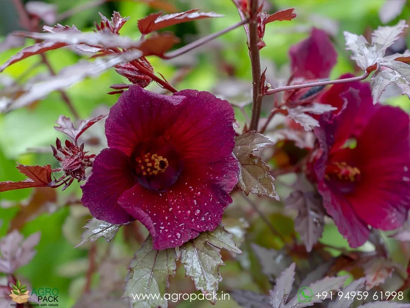 Hibiscus-acetosella-Cranberry-hibiscus4