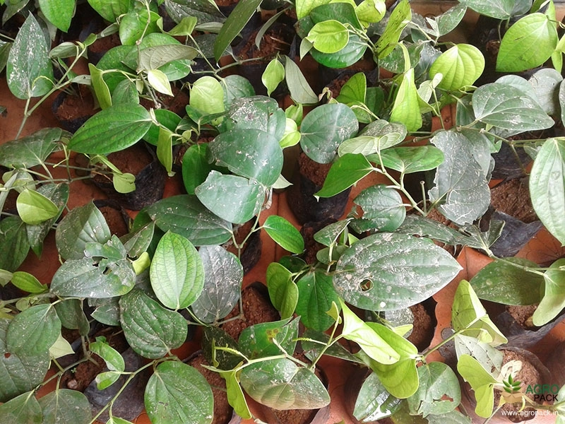 High-Yield-Dwarf-Variety-Black-Pepper2