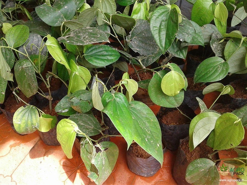 High-Yield-Dwarf-Variety-Black-Pepper3