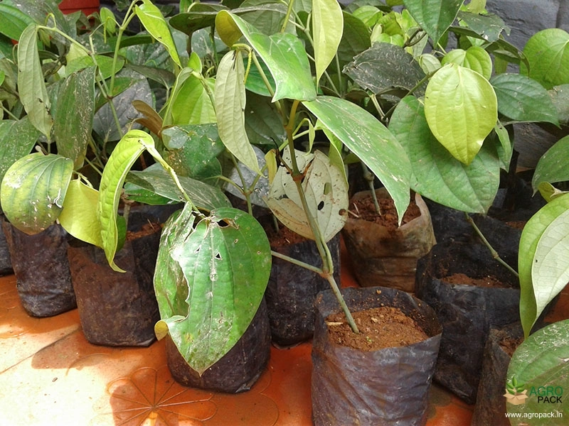 High-Yield-Dwarf-Variety-Black-Pepper4