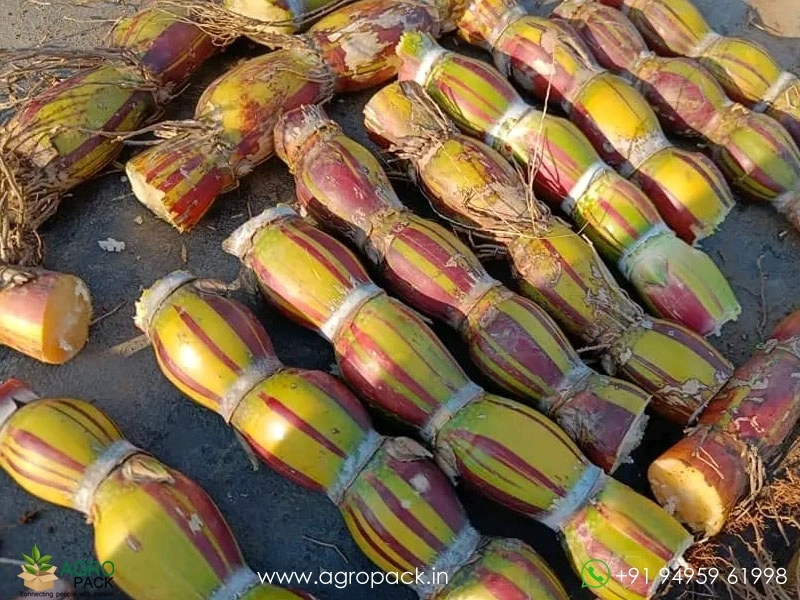 Hilo-Buddha-Hawaiian-Sugarcane1