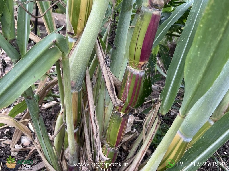 Hilo-Buddha-Hawaiian-Sugarcane2