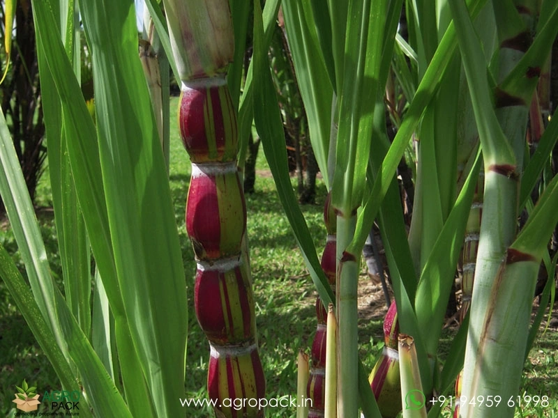 Hilo-Buddha-Hawaiian-Sugarcane3