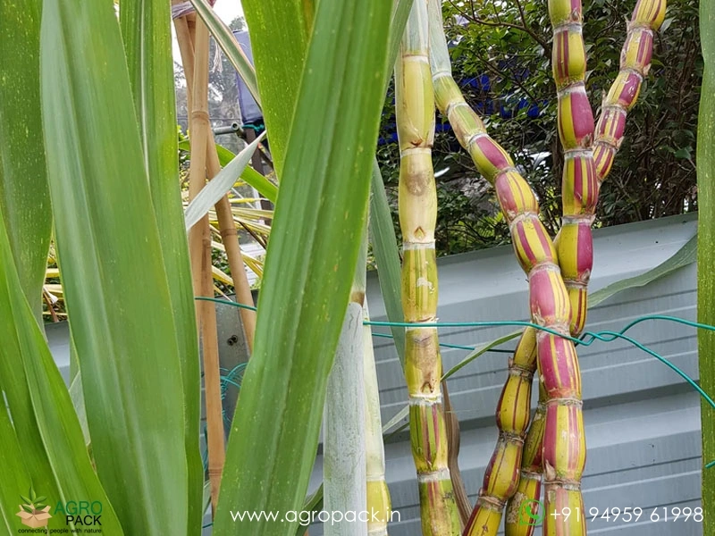 Hilo-Buddha-Hawaiian-Sugarcane5