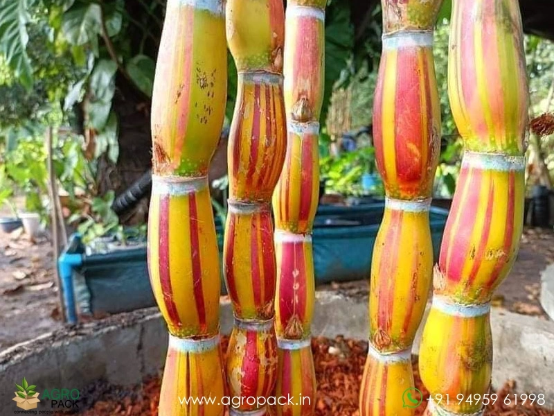 Hilo-Buddha-Hawaiian-Sugarcane6
