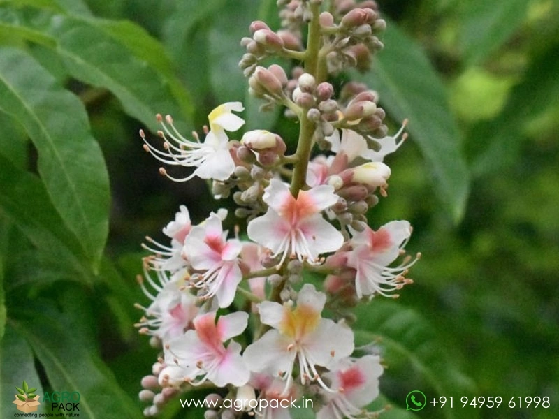 Himalayan-Horse-Chestnut1