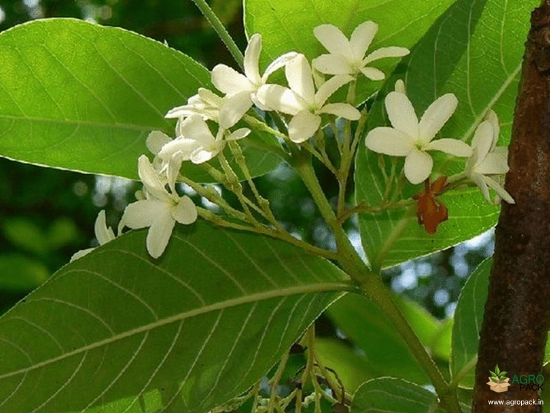 Holarrhena-pubescens2