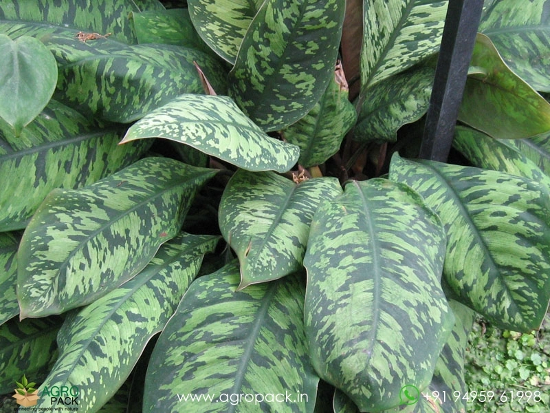 Homalomena-Camouflage2
