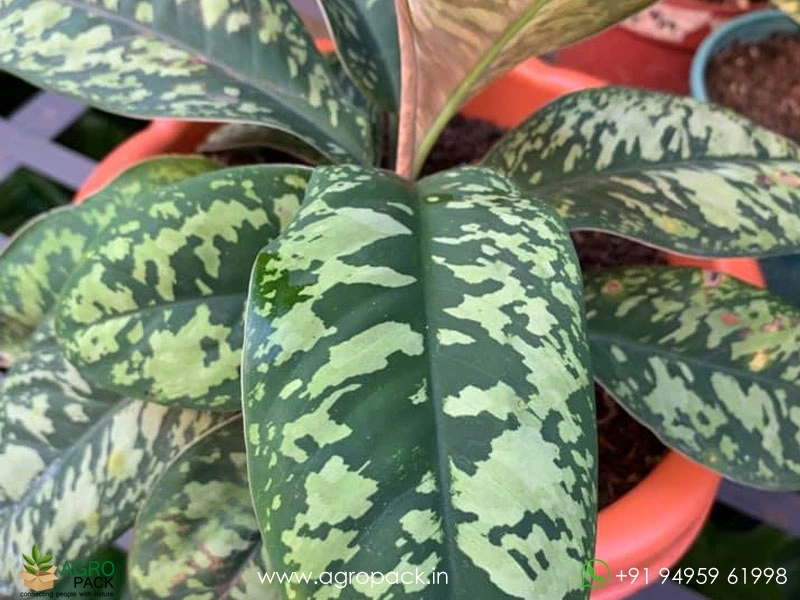 Homalomena-Camouflage3