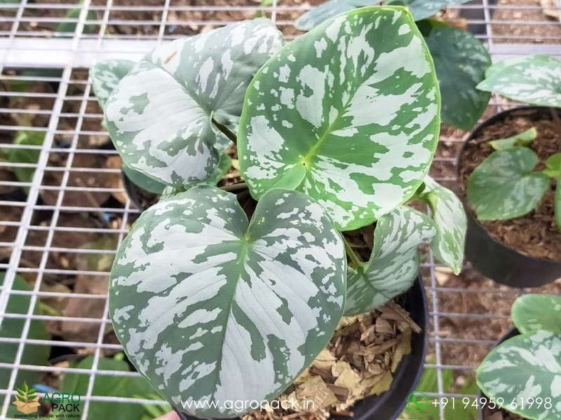 Homalomena-Frog3