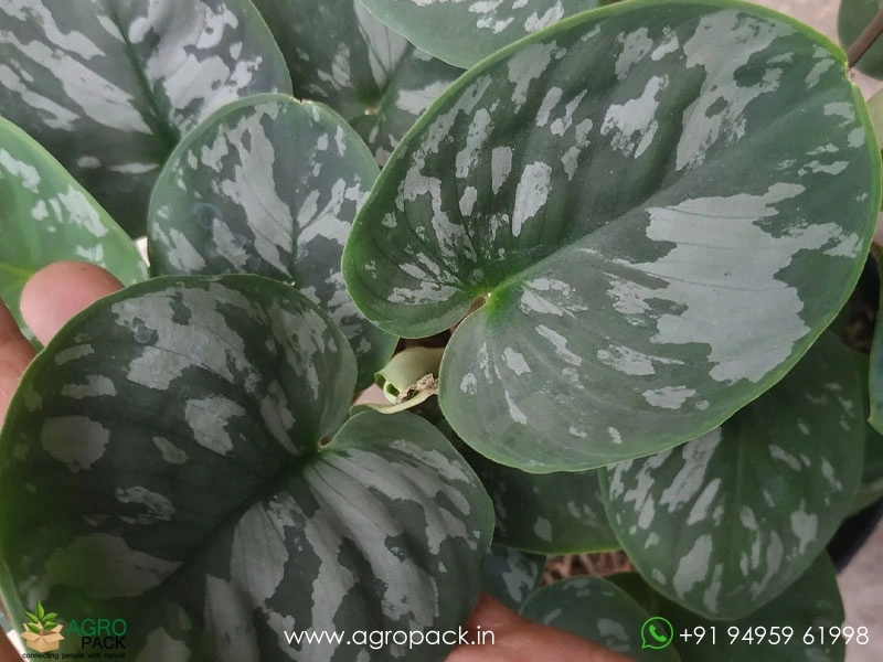 Homalomena-Frog5