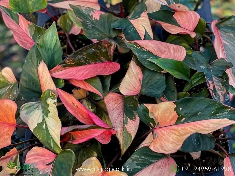 Homalomena-Pink-Diamond1