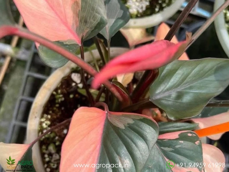 Homalomena-Pink-Diamond2