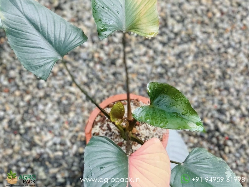 Homalomena-Pink-Diamond3