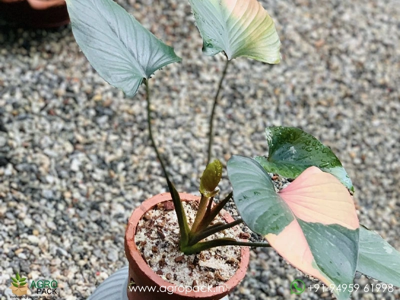 Homalomena-Pink-Diamond4
