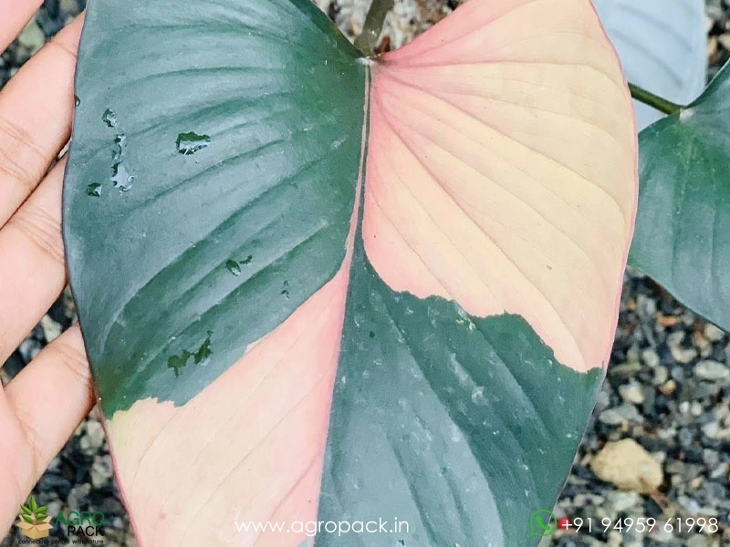 Homalomena-Pink-Diamond5