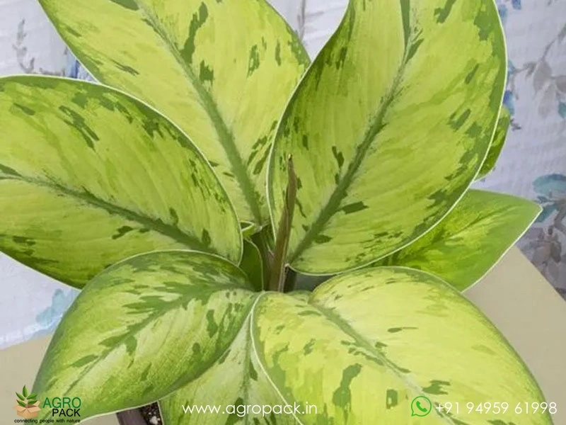 Homalomena-Selby2