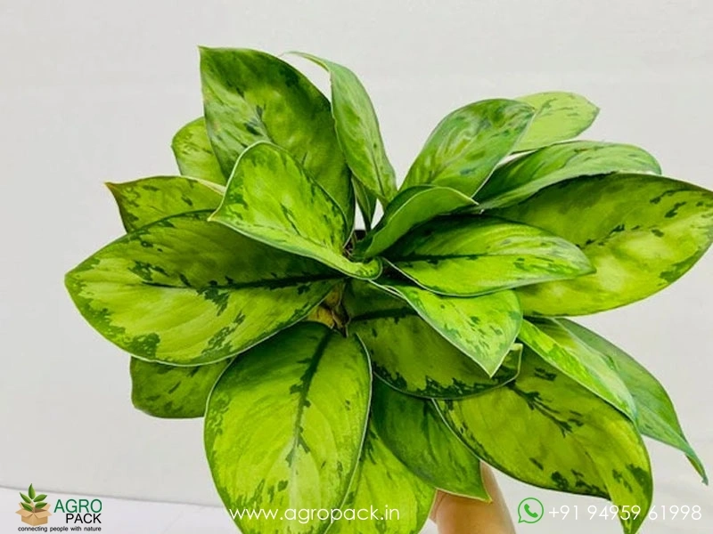 Homalomena-Selby4