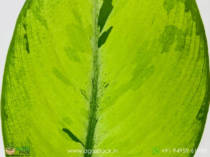 Homalomena-Selby5