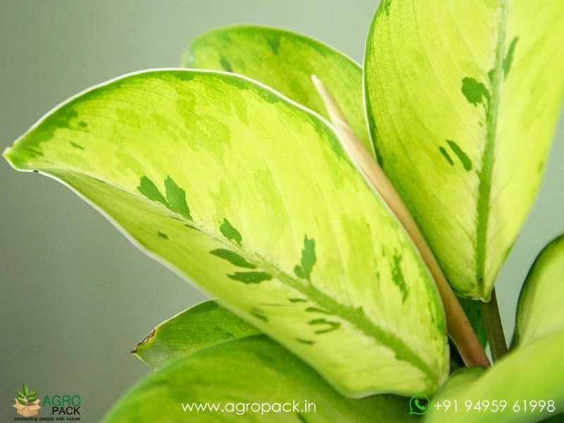 Homalomena-Selby6