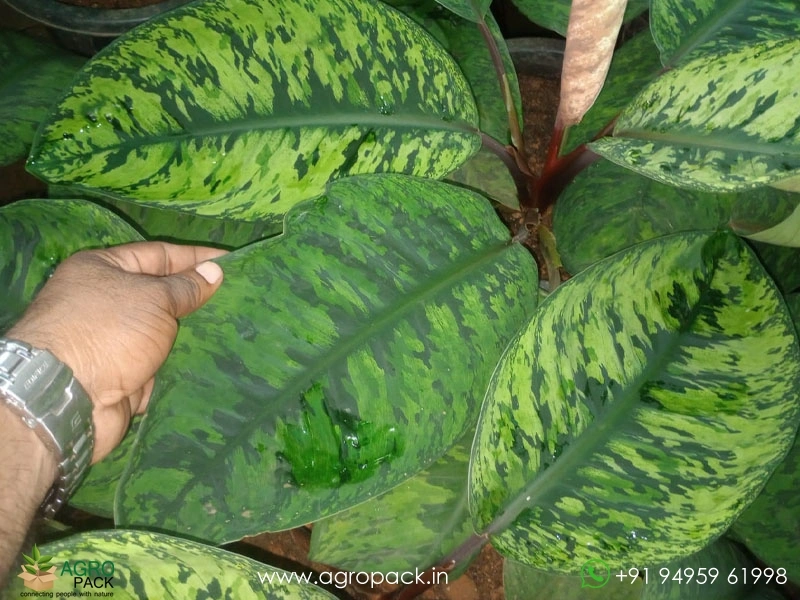 Homalomena-Selbys-Select3