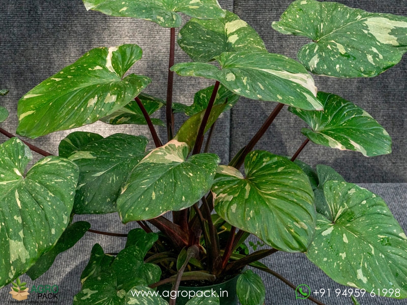 Homalomena-Variegated2