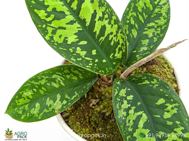 Homalomena-Wallisii1