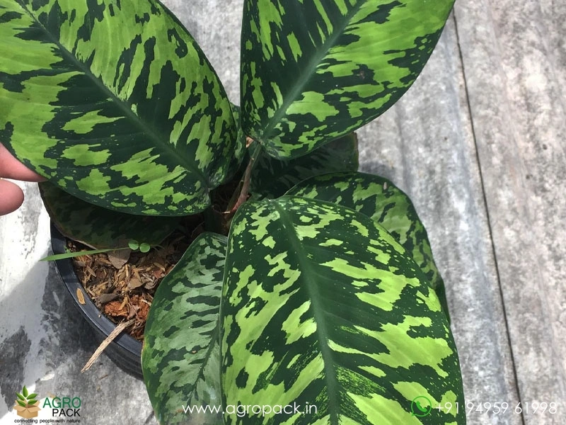 Homalomena-Wallisii3