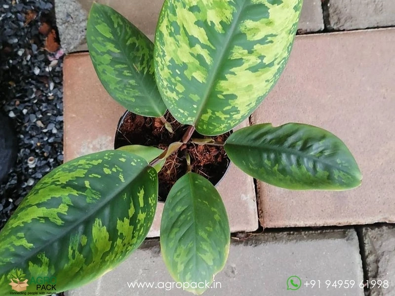 Homalomena-Wallisii5