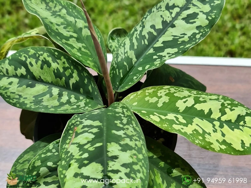 Homalomena-Wallisii6