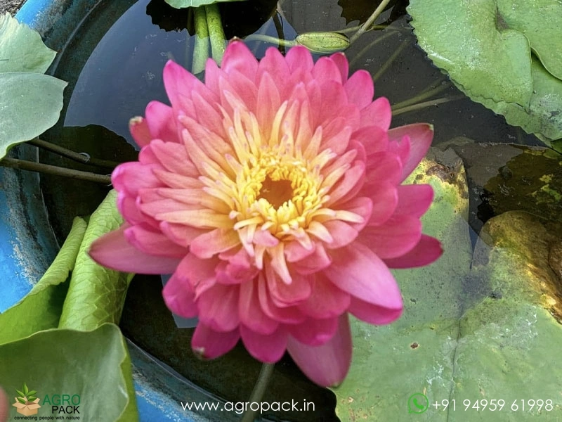 Honey-Dew-Tropical-Water-Lilly3