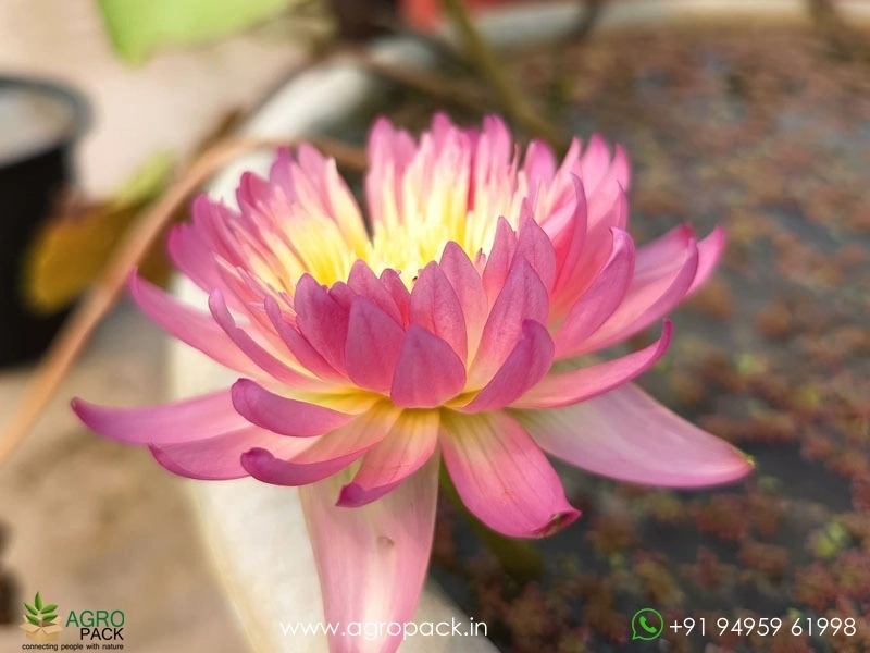 Honey-Dew-Tropical-Water-Lilly7