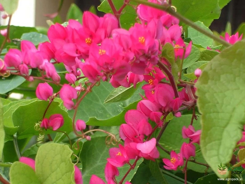 Honolulu-Creeper1