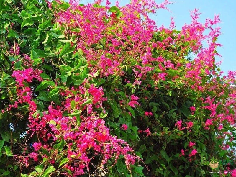 Honolulu-Creeper3