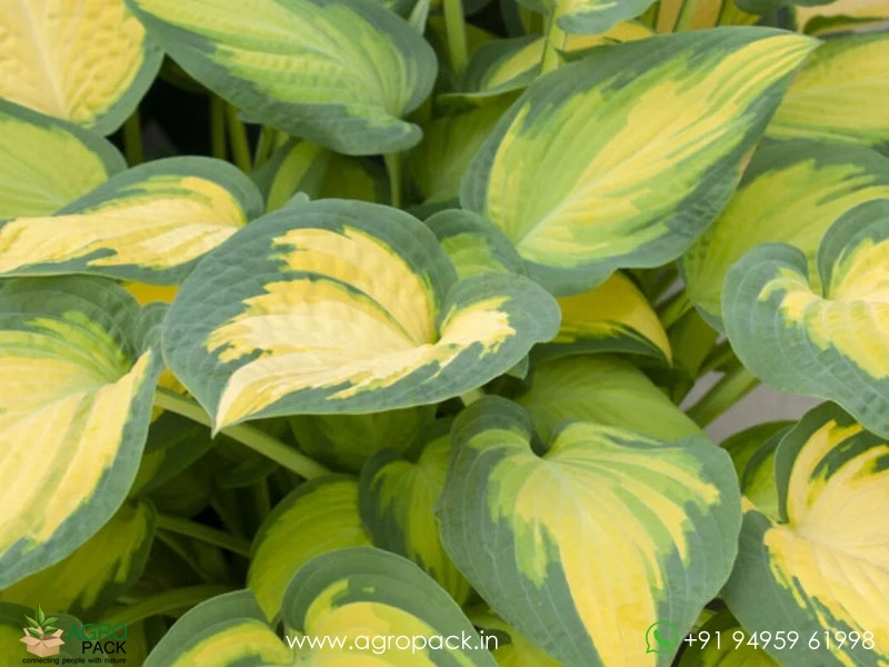 Hosta-Orange-Marmalade1