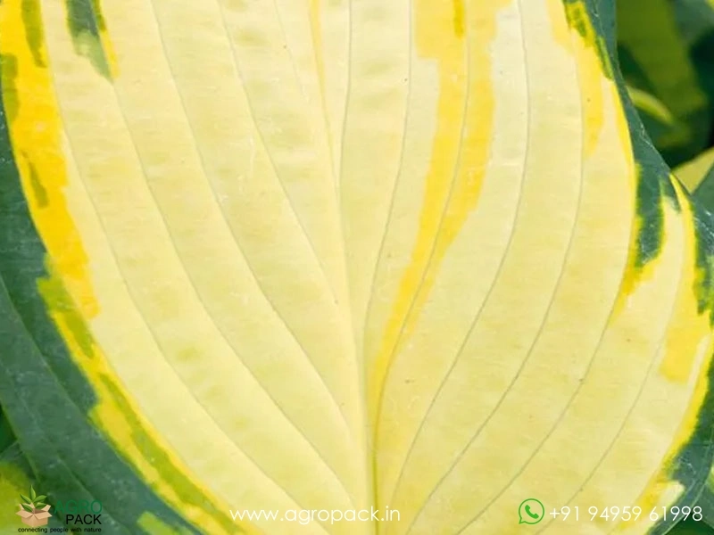 Hosta-Orange-Marmalade2