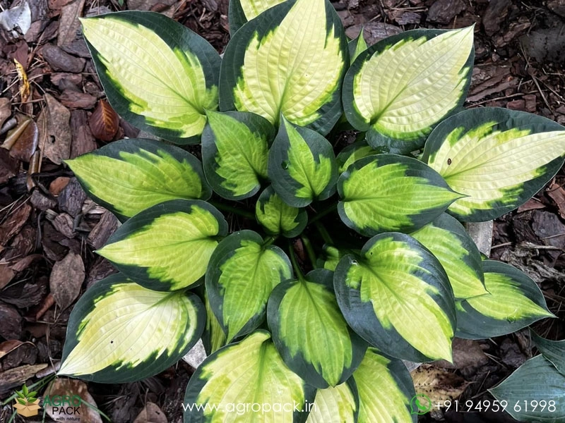 Hosta-Orange-Marmalade3