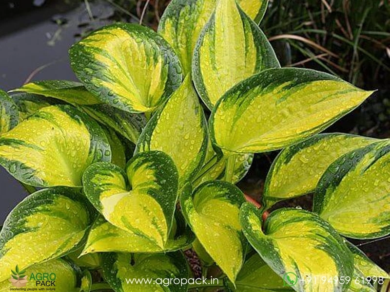 Hosta-Orange-Marmalade4