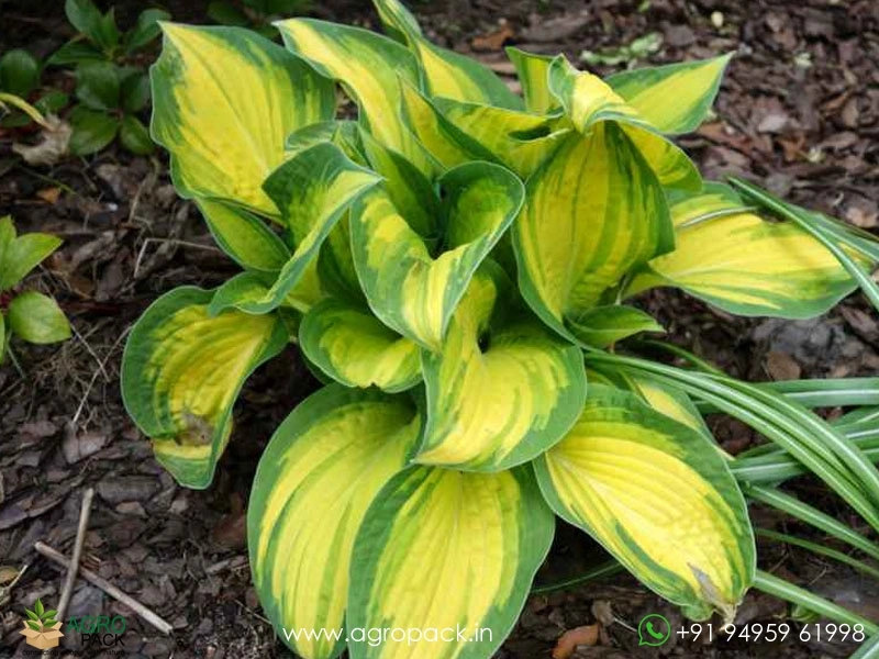 Hosta-Orange-Marmalade5