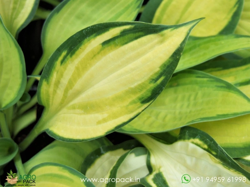 Hosta-Orange-Marmalade6