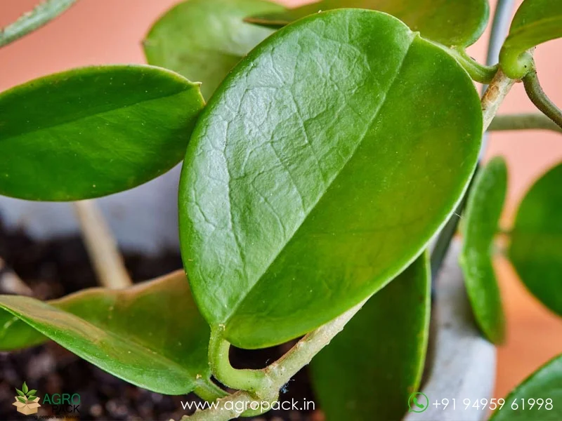 Hoya-Australis6